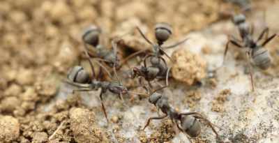 Как да се отървем от мравки в кухнята без химикали