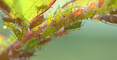 Как да се отървете от листните въшки – 6 изпитани средства