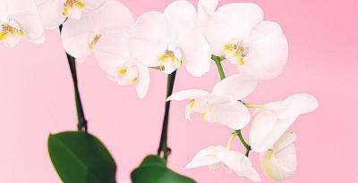 Как да отгледате орхидея