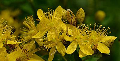  Жълт кантарион – магическа билка